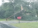 Storm damage fallen trees